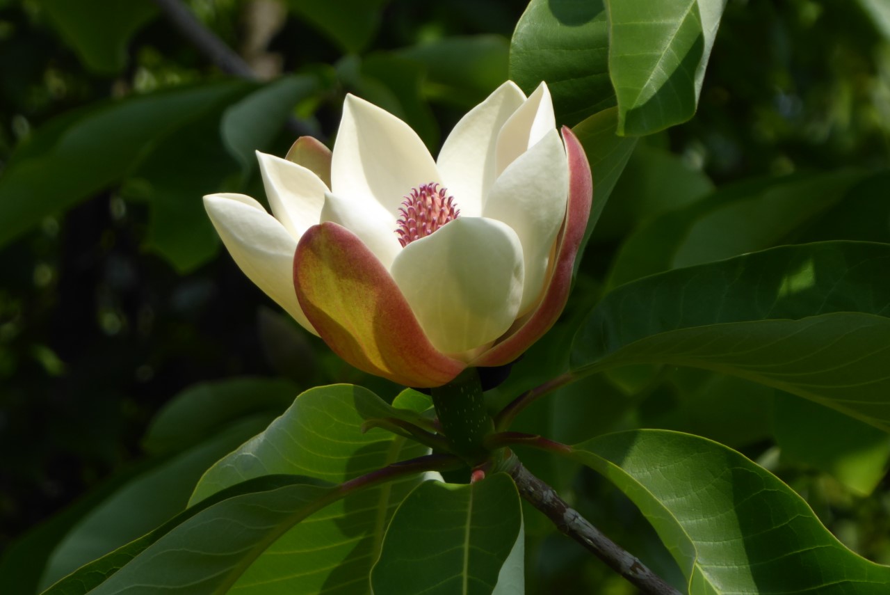 magnolia obovata lydia